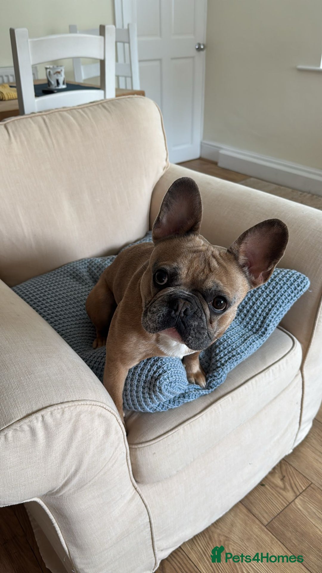 French Bulldog dogs for sale: Frenchbull dog  - Image 1