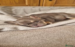 French Bulldog dogs for sale: LAST GIRL Chocolate French Bulldog puppies - Image 4