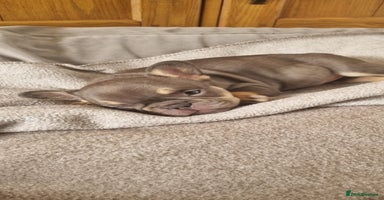 French Bulldog dogs - Advert 6