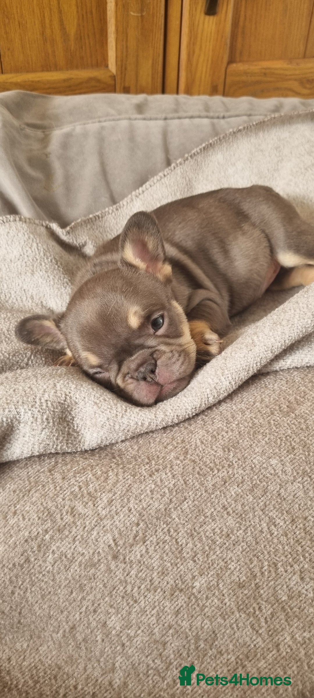 French Bulldog dogs for sale: LAST GIRL Chocolate French Bulldog puppies - Image 4