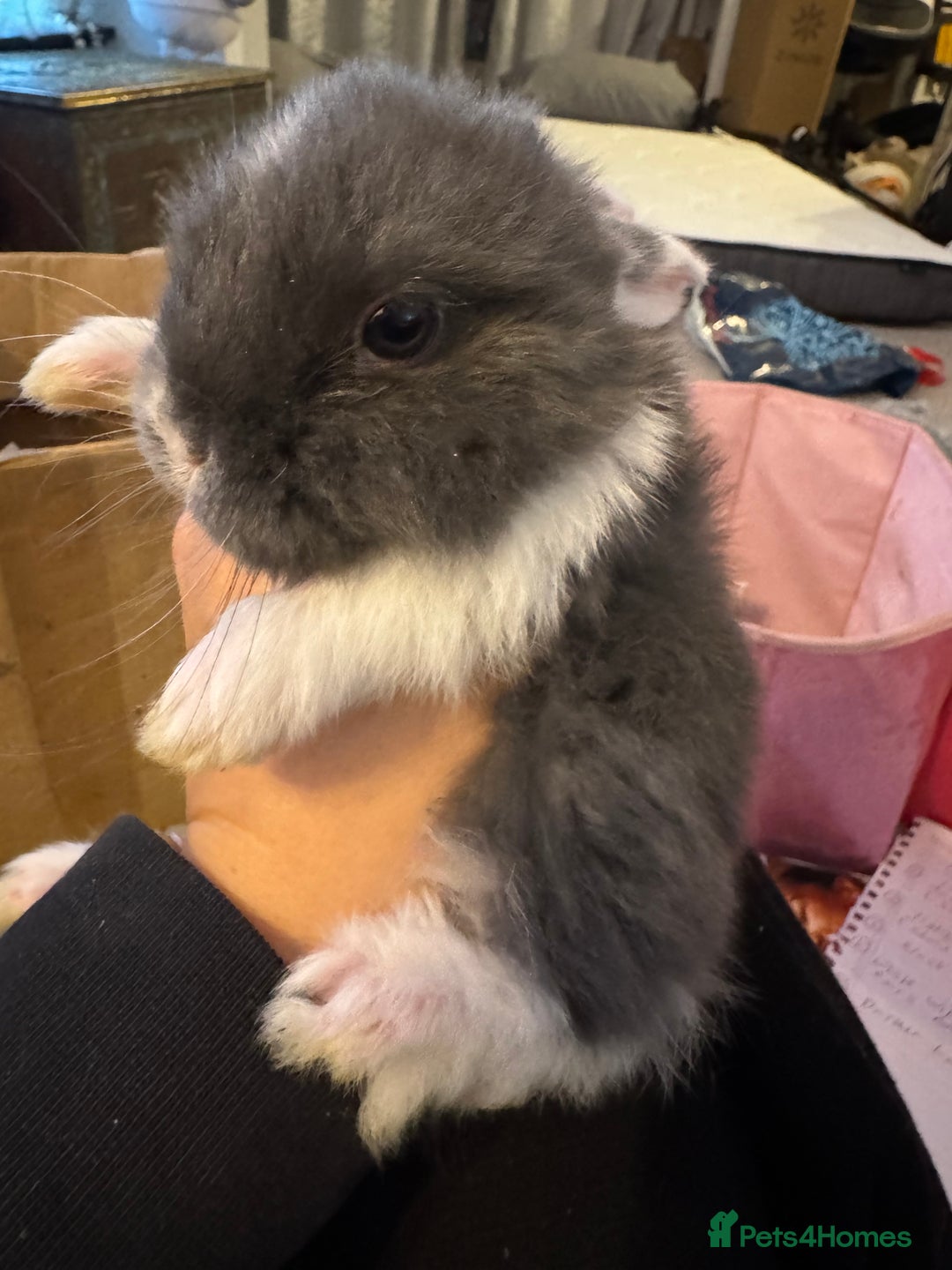 Mini Lop rabbits for sale: Mini lop baby bunnies  - Advert 10