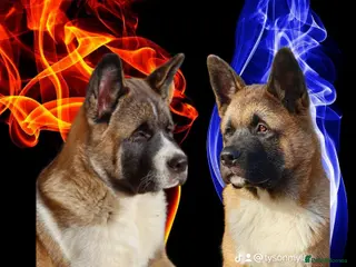 Akita dogs ✨🐕 Akita Brothers Seeking Their Forever Homes! 🐕 - Advert 11