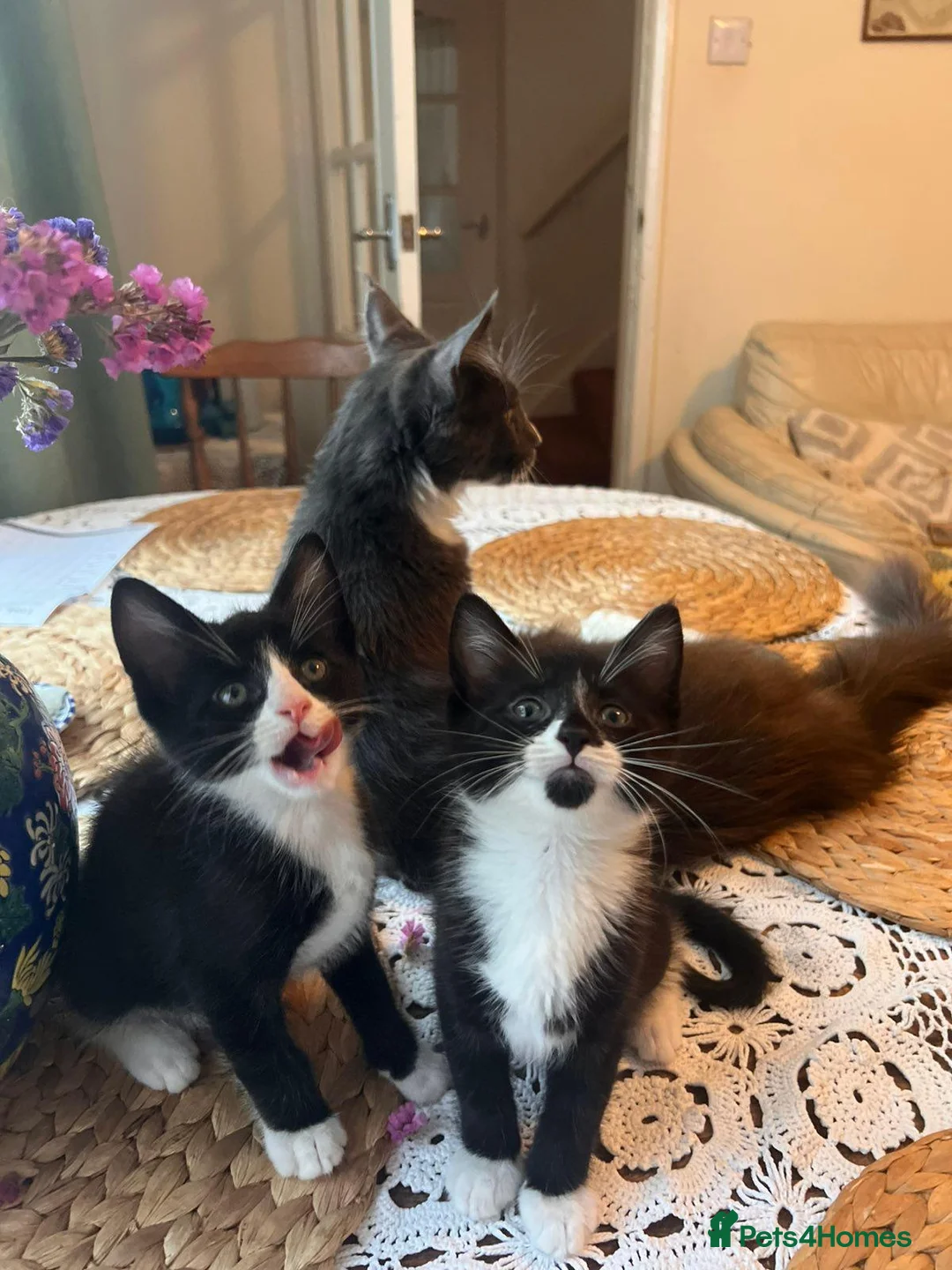 Mixed Breed cats for sale: Beautiful Maine Coon Mix Kittens in Boston - Advert 9