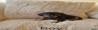 Miniature Dachshund Puppy 1
