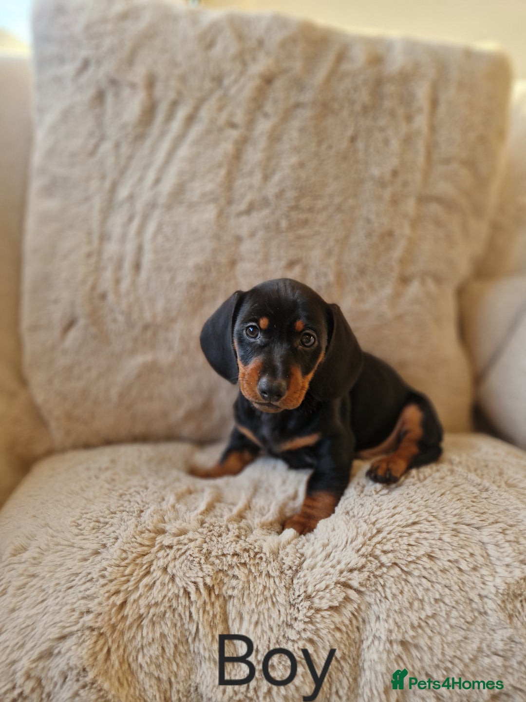 Miniature Dachshund dogs for sale: 🐾 Miniature Dachshund Puppies for Sale 🐾 - Advert 7