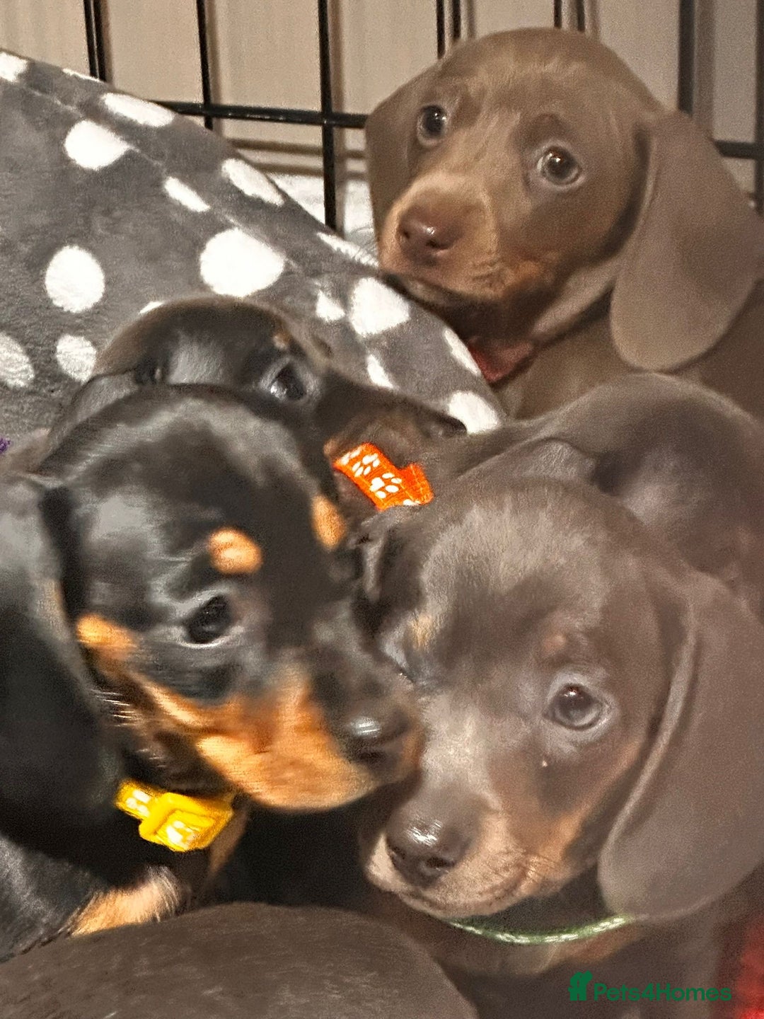 Miniature Dachshund dogs for sale: Beautiful Smooth Haired Dachshund Puppies - Advert 13