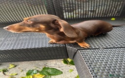 Miniature Dachshund dogs for sale:  Miniature Dachshund – Chocolate & Tan Re-homeing  - Image 1