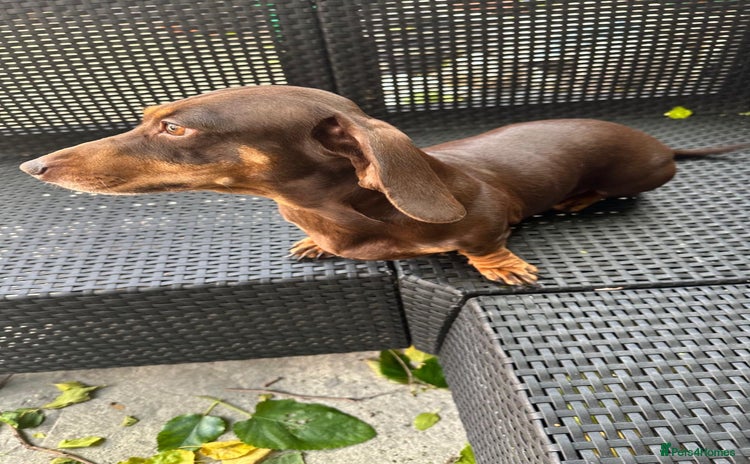 Miniature Dachshund dogs - Advert 1