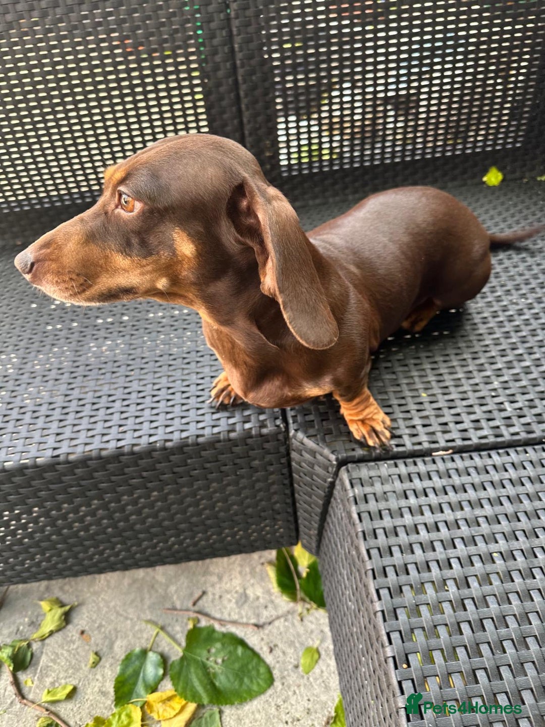 Miniature Dachshund dogs for sale:  Miniature Dachshund – Chocolate & Tan Re-homeing  - Image 1