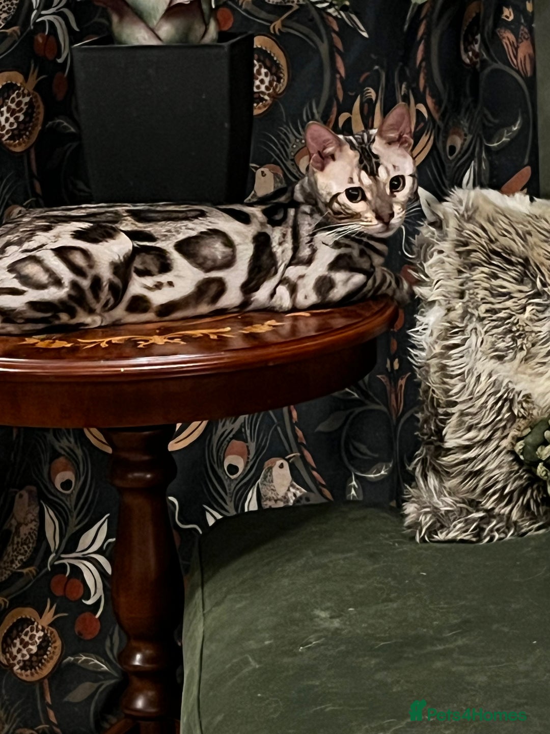 Bengal cats for sale: Stunning Silver Rosetted Male Bengal Kitten - Advert 5