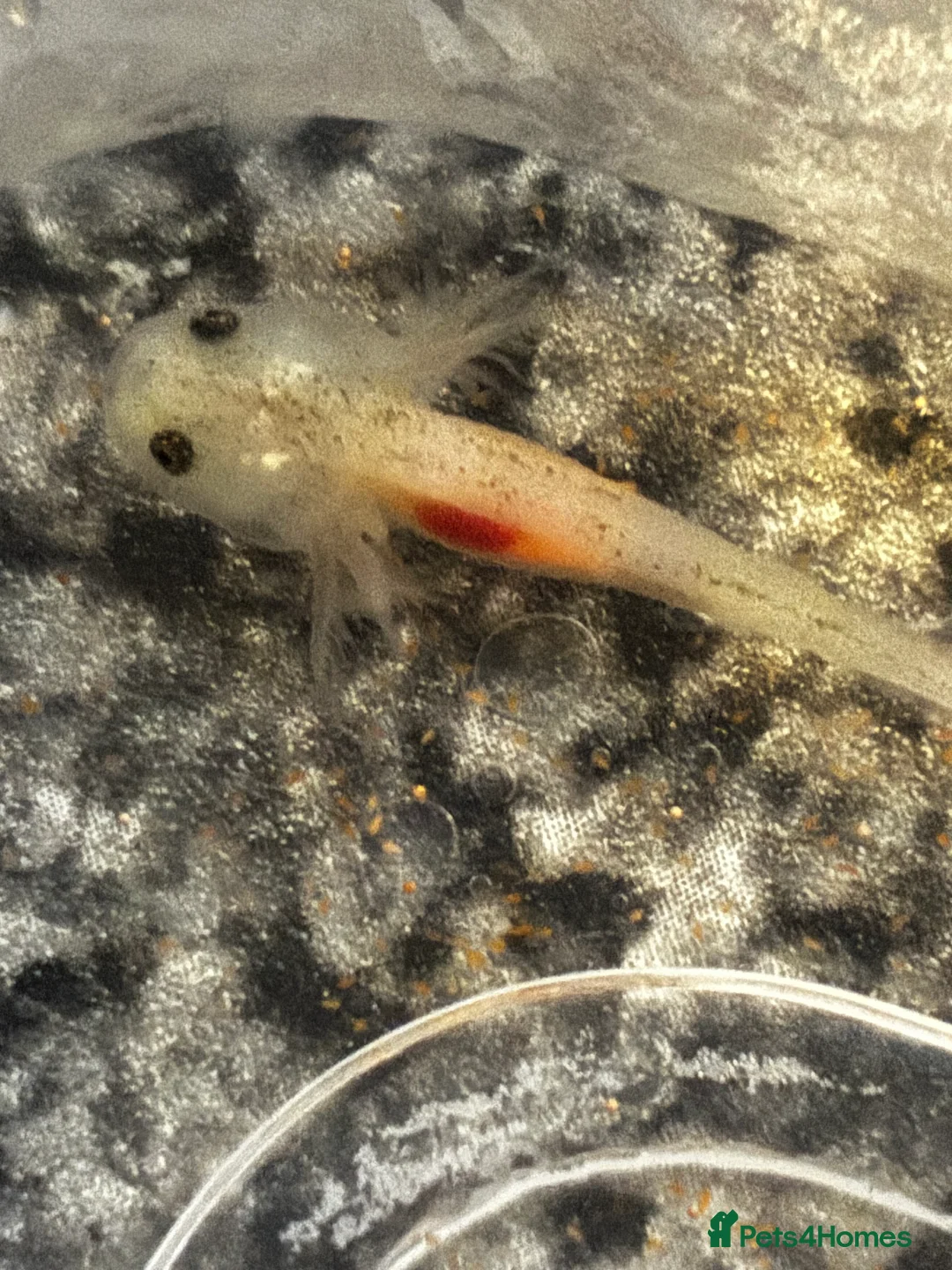 Axolotl reptiles for sale: Baby axolotls  - Advert 2