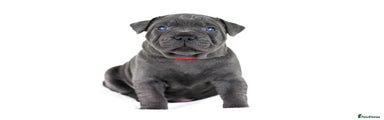 Staffordshire Bull Terrier Puppy 2