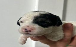 Cavapoochon dogs for sale: Merle Cavapoochon - (COCO) Last girl available  - Image 9