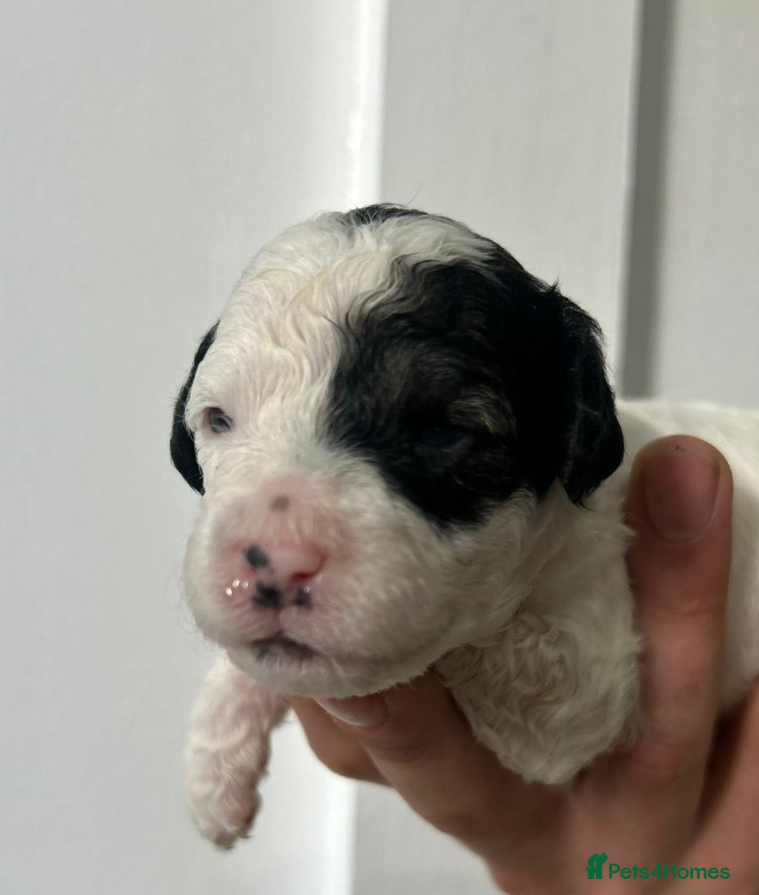 Cavapoochon dogs for sale: Merle Cavapoochon - (COCO) Last girl available  - Image 9