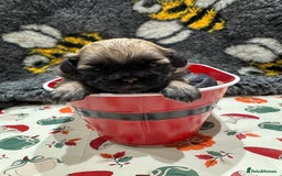 Shih Tzu dogs for sale: shih tzu F1 puppies  - Advert 8