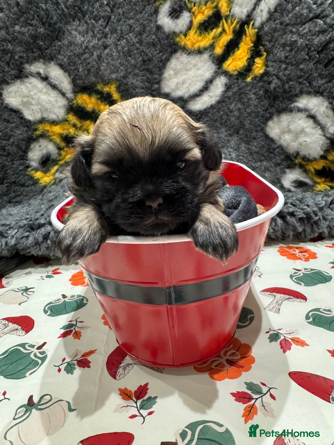 Shih Tzu dogs for sale: shih tzu F1 puppies  - Advert 8