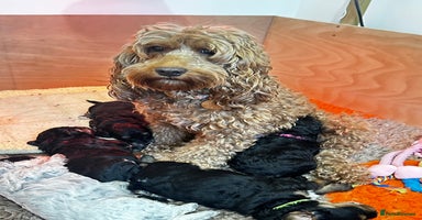 Cockapoo dogs - Advert 12