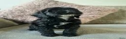 Cockapoo dogs for sale: Adorable Cockapoos’s ready now - Advert 15