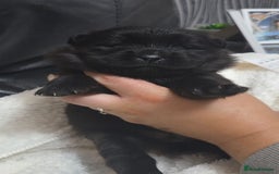 Chow Chow dogs for sale: Chow chow puppies - Advert 5