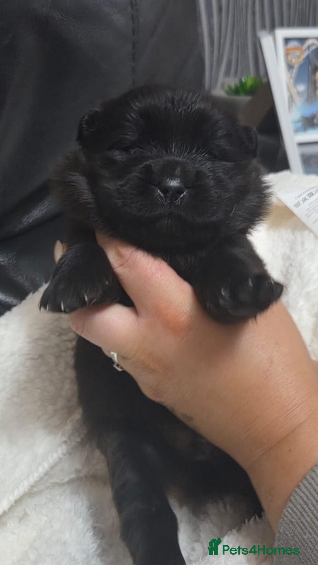 Chow Chow dogs for sale: Chow chow puppies - Advert 5
