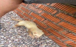 Ferret rodents for sale: Cinnamon male  - Image 4