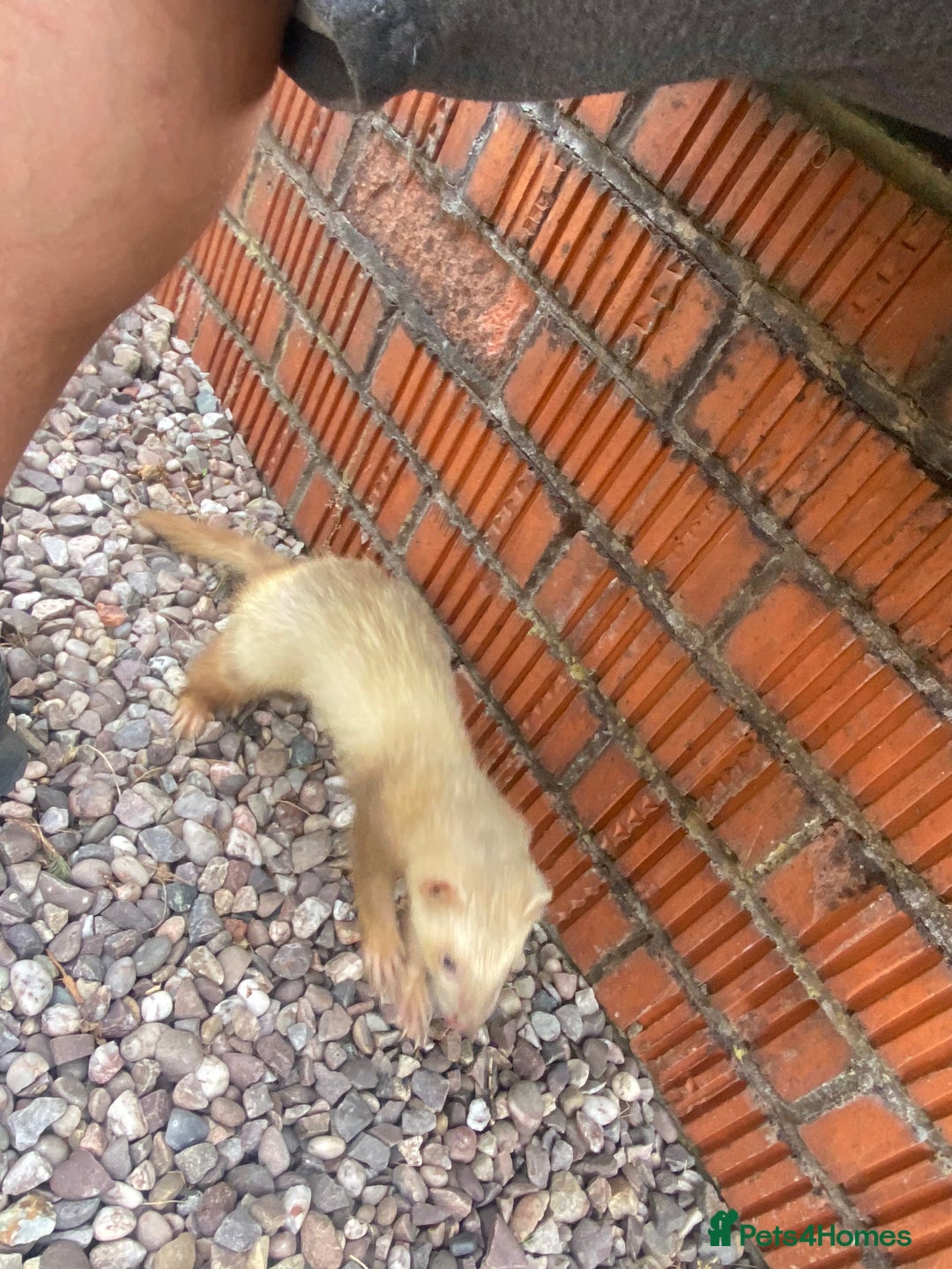 Ferret rodents for sale: Cinnamon male  - Image 4