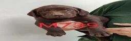 Springador dogs for sale: Lovely Springador Puppies - Advert 5