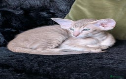 Oriental cats for sale: GCCF Oriental  - Image 2