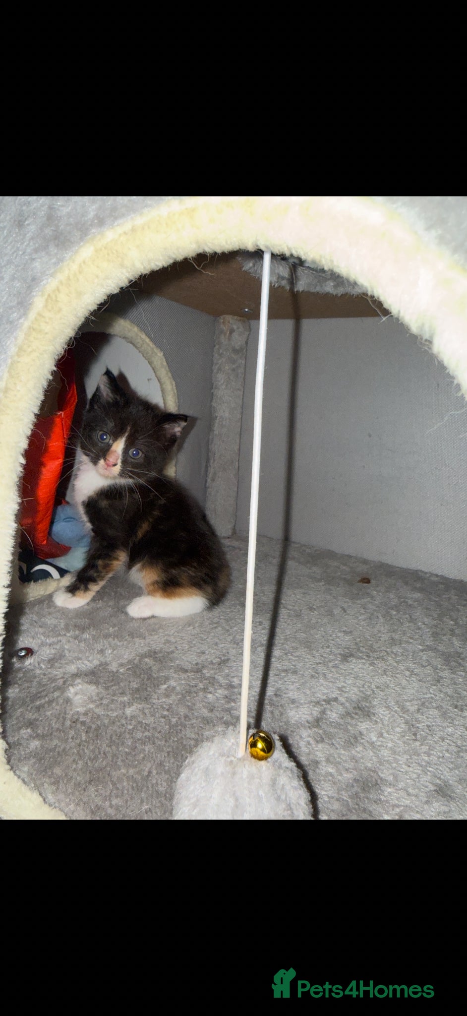 Mixed Breed cats for sale: Mix breed kittens - Advert 9