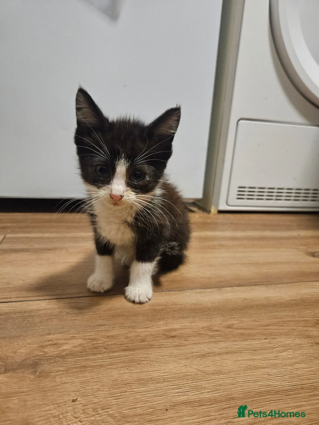 Mixed Breed cats for sale: Kites  - Advert 4