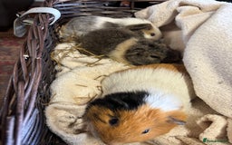 Guinea Pig rodents for sale: Beautiful baby female guinea pigs  - Image 5