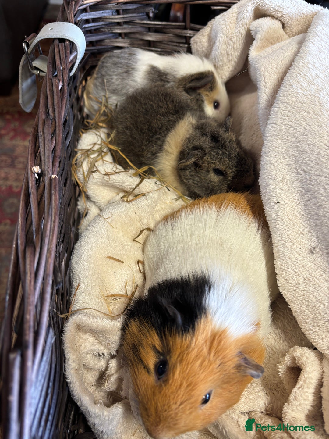 Guinea Pig rodents for sale: Beautiful baby female guinea pigs  - Image 5