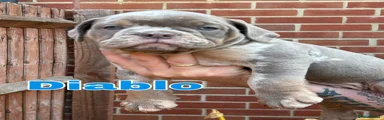 Old Tyme Bulldog 1