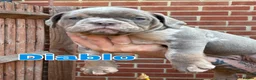 Old Tyme Bulldog dogs for sale: 2 LOVELY BOYS LEFT NEBBR REGISTERED - Advert 5
