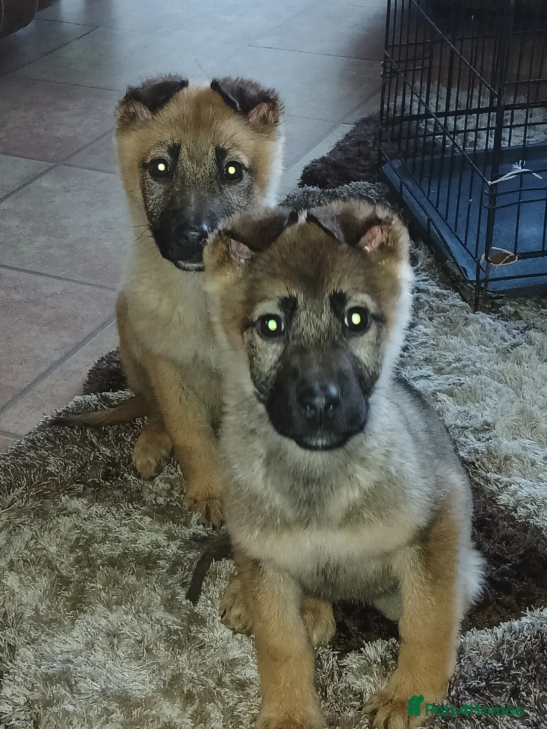German Shepherd dogs for sale: Czech shepherd  - Advert 1