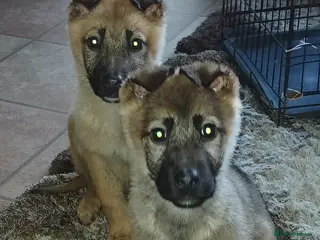 German Shepherd dogs Czech shepherd - Advert 18