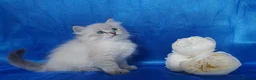 Siberian cats for sale: Siberian Kittens For Sale  - Advert 6