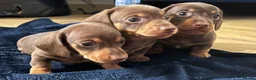 Miniature Dachshund dogs for sale: Stunning true mini kc dachshund puppies  - Advert 4