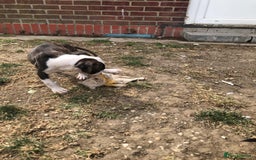 Mixed Breed dogs for sale: 3 BOYS LEFT - American Staffordshire bull terriers - Image 21