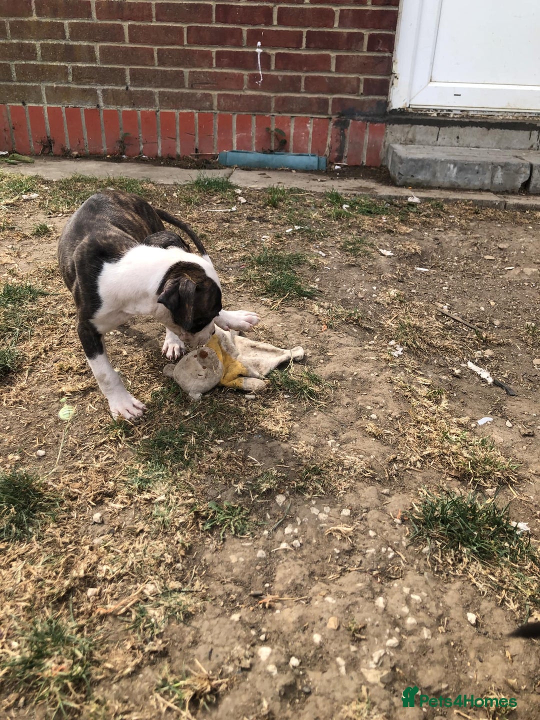 Mixed Breed dogs for sale: 3 BOYS LEFT - American Staffordshire bull terriers - Image 21