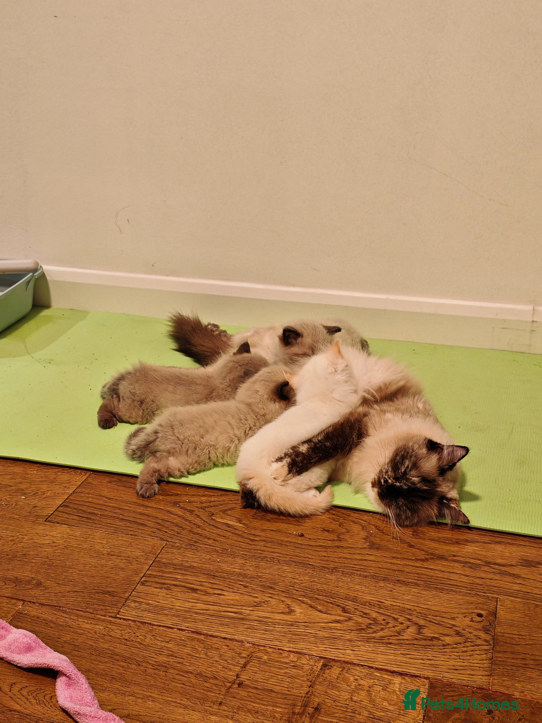 Ragdoll cats for sale: Beautiful Kittens for Sale - Advert 8