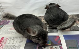 Chinchilla rodents for sale: Millie & Maisy, super tame standard sisters - Advert 10