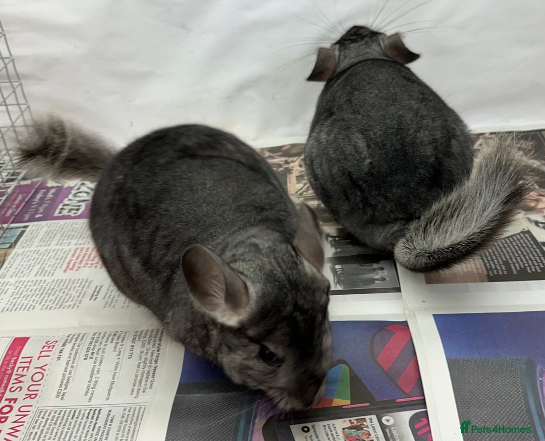 Chinchilla rodents for sale: Millie & Maisy, super tame standard sisters - Advert 10