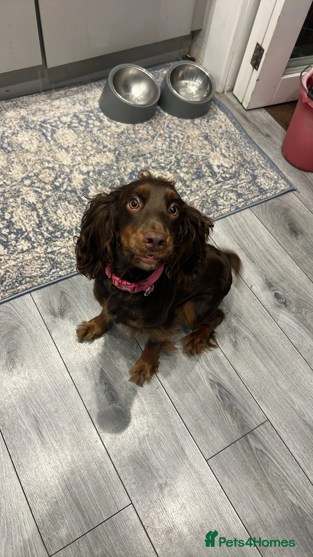 Cocker Spaniel dogs for sale: Cocker Spaniel 2 years old  - Advert 4
