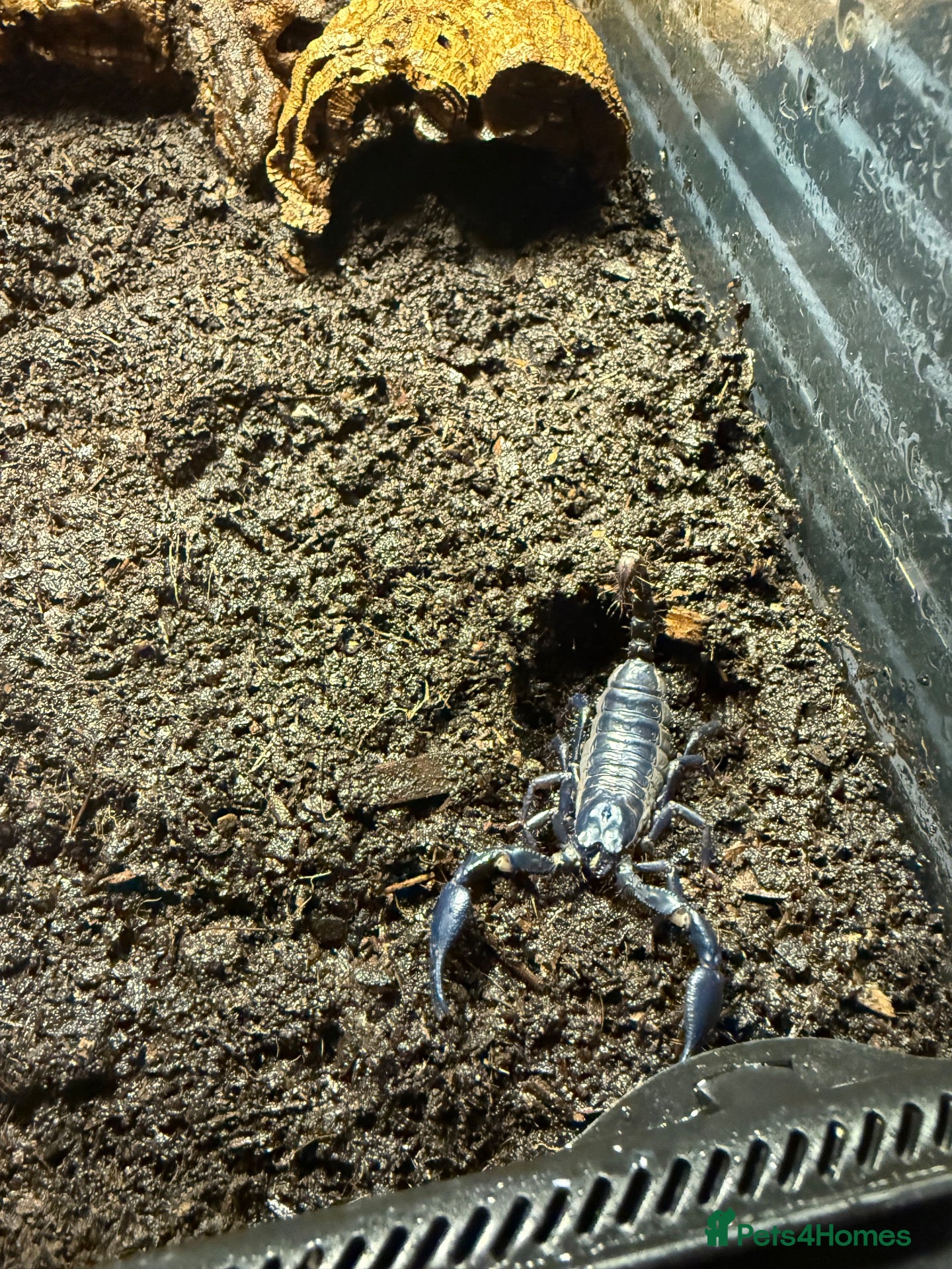 Axolotl reptiles 1yr Thai Forest Scorpions — £20 each - Advert 9