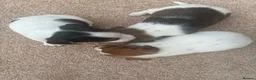 Jack Russell dogs for sale: Jack russel puppies  - Advert 3