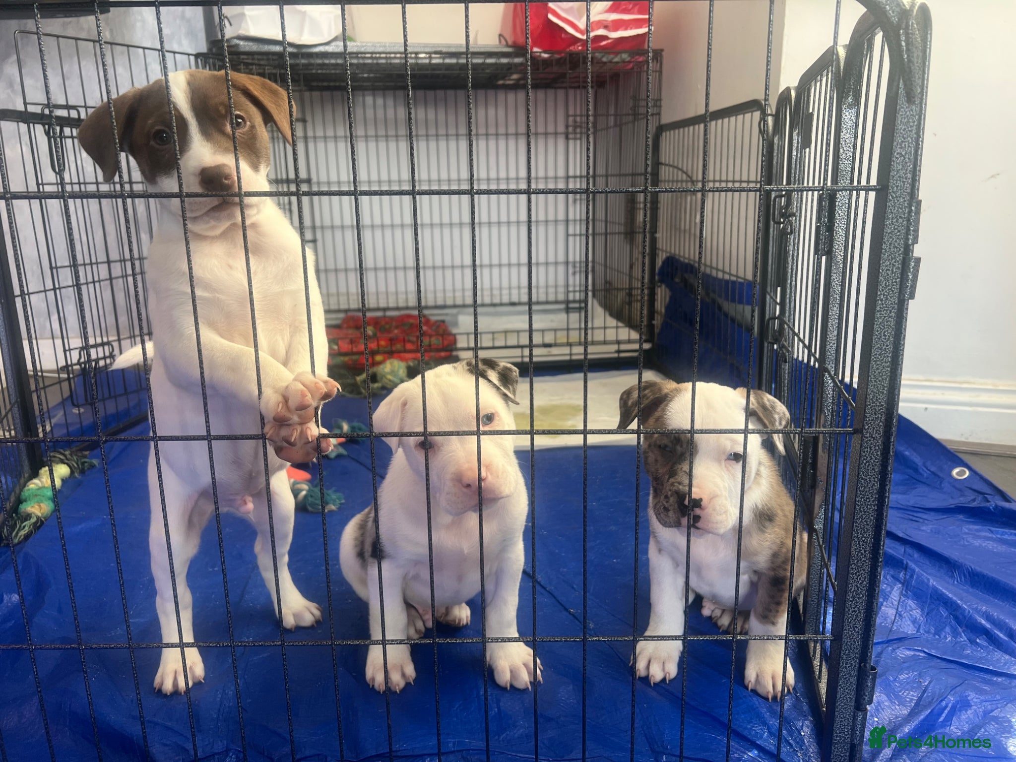 American Bull Staffy dogs American staff pups £850 Ono READY NOW  - Advert 1