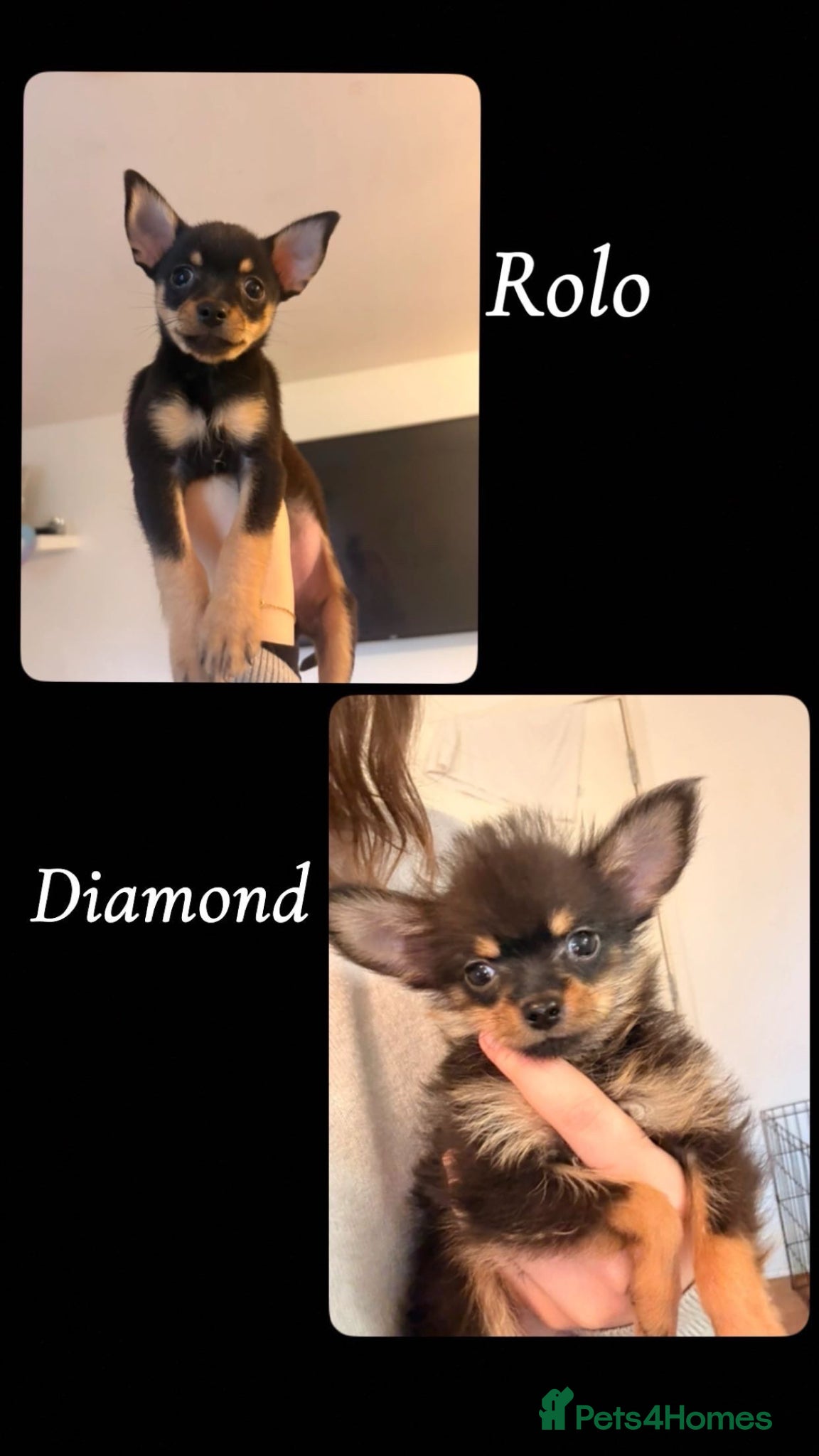 Chihuahua dogs 10 Week Old Pure-Bred Chihuahua Puppies - Advert 1