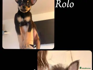 Chihuahua dogs 10 Week Old Pure-Bred Chihuahua Puppies - Advert 1