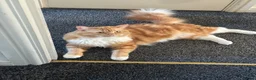 Maine Coon cats for sale: Kiki&Milo – Bonded Pair Looking for a Loving Home - Advert 25